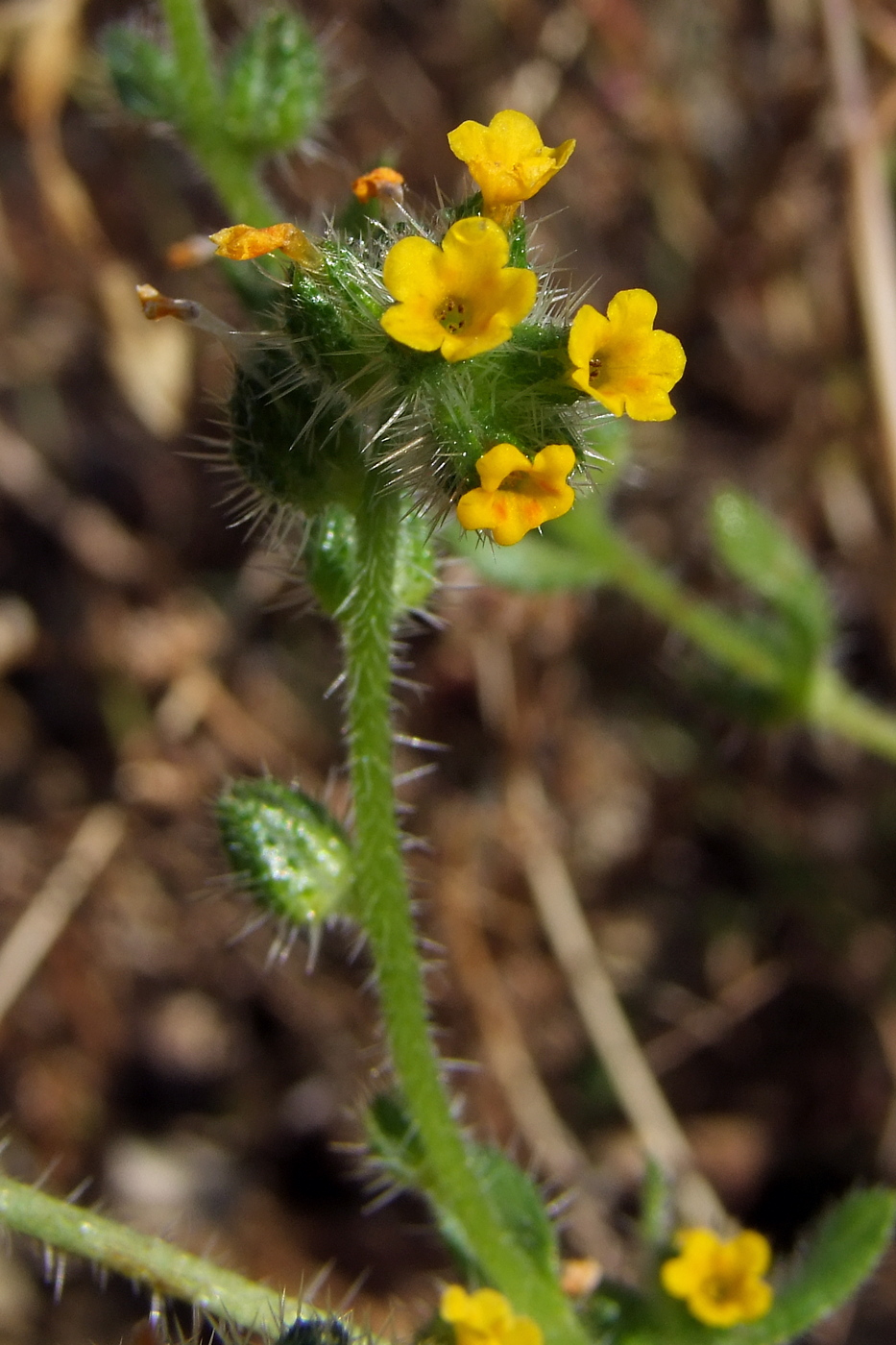 Image of Amsinckia micrantha specimen.