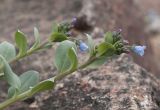 Mertensia maritima. Верхушки побегов с цветками и бутонами. Мурманская обл., Кольский р-н, окр. пос. Лодейное, берег губы Лодейной. 21.07.2017.