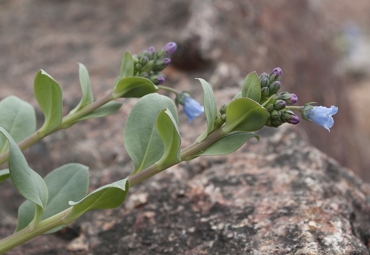 Image of Mertensia maritima specimen.