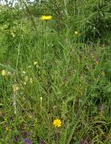 Anthemis tinctoria. Цветущее растение в сообществе с Melampyrum nemorosum и Anthyllis vulneraria. Московская обл., Талдомский р-н, окр. пгт Запрудня, зарастающая вырубка под линией электропередач. 06.07.2017.