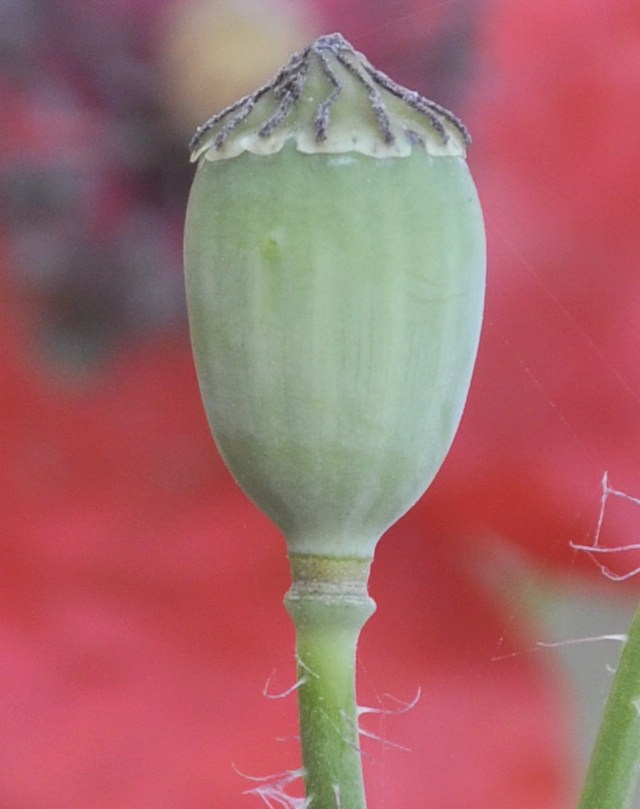 Image of Papaver rhoeas specimen.