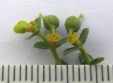 Euphorbia seguieriana