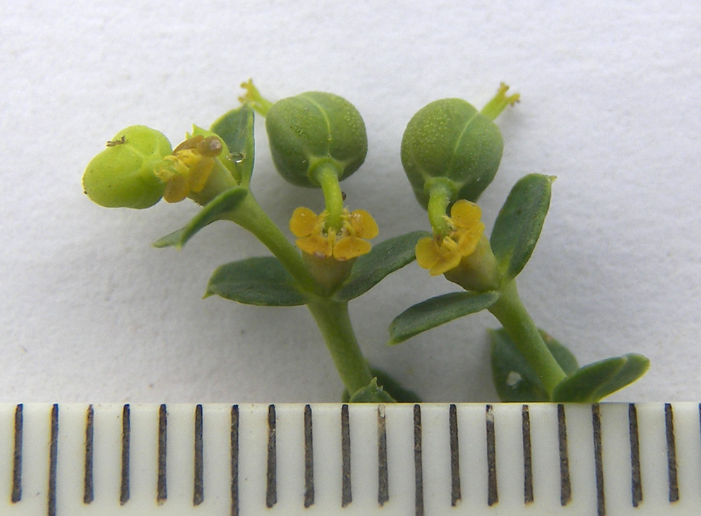 Image of Euphorbia seguieriana specimen.