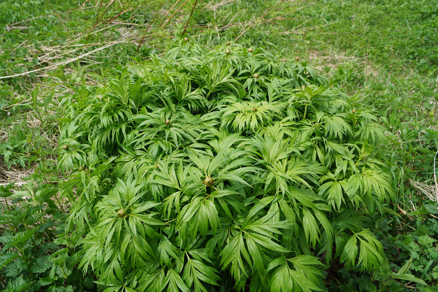 Image of Paeonia anomala specimen.