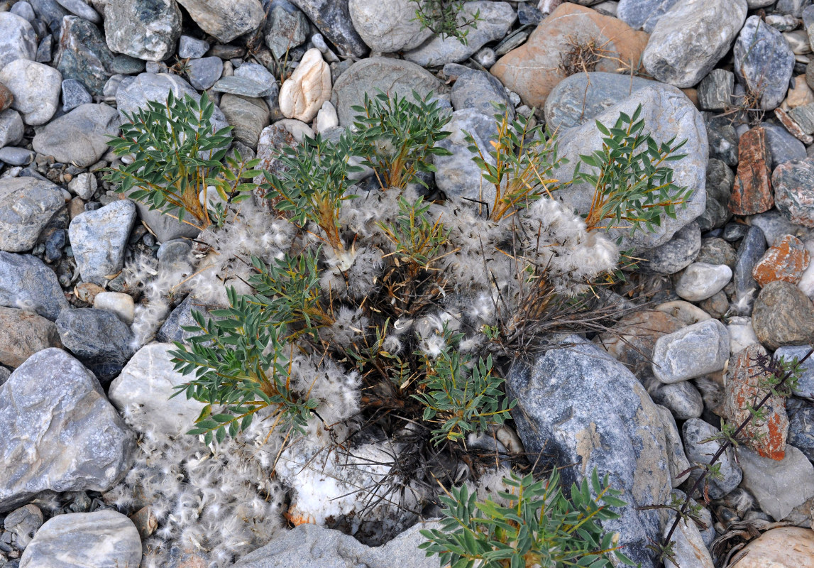 Image of Astragalus pterocephalus specimen.