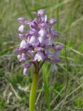 Anacamptis подвид caucasica