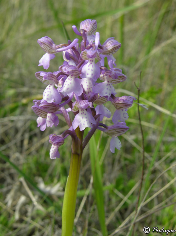 Image of Anacamptis morio ssp. caucasica specimen.