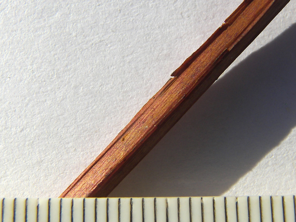 Image of Hypericum tetrapterum specimen.
