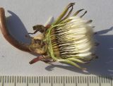 Taraxacum officinale