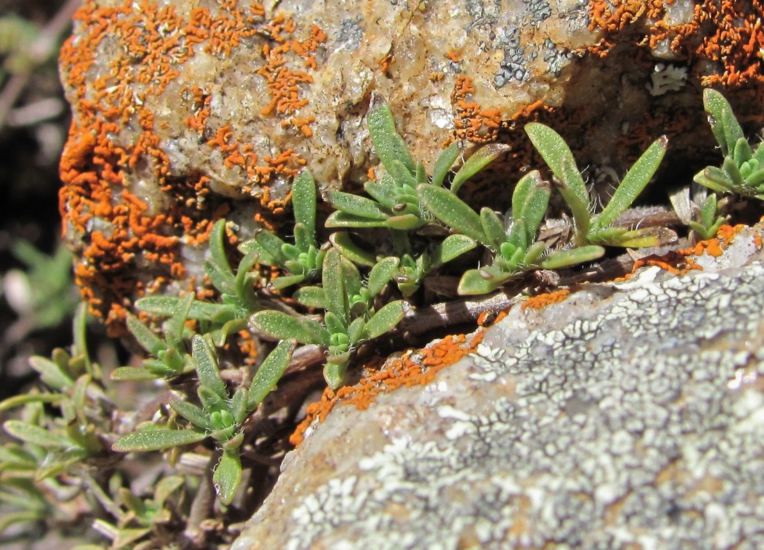 Изображение особи Thymus elisabethae.