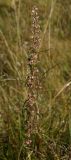 Cannabis sativa var. spontanea