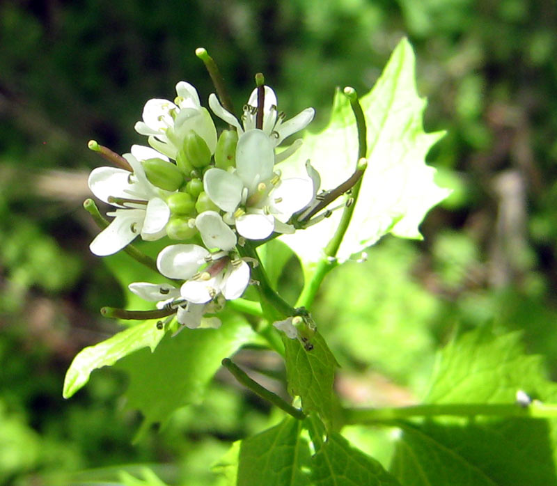 Изображение особи Alliaria petiolata.