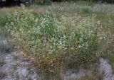 Lepidium latifolium