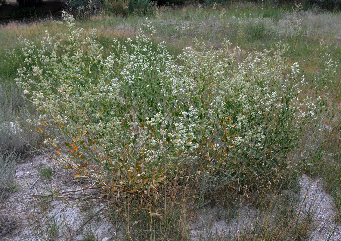 Изображение особи Lepidium latifolium.