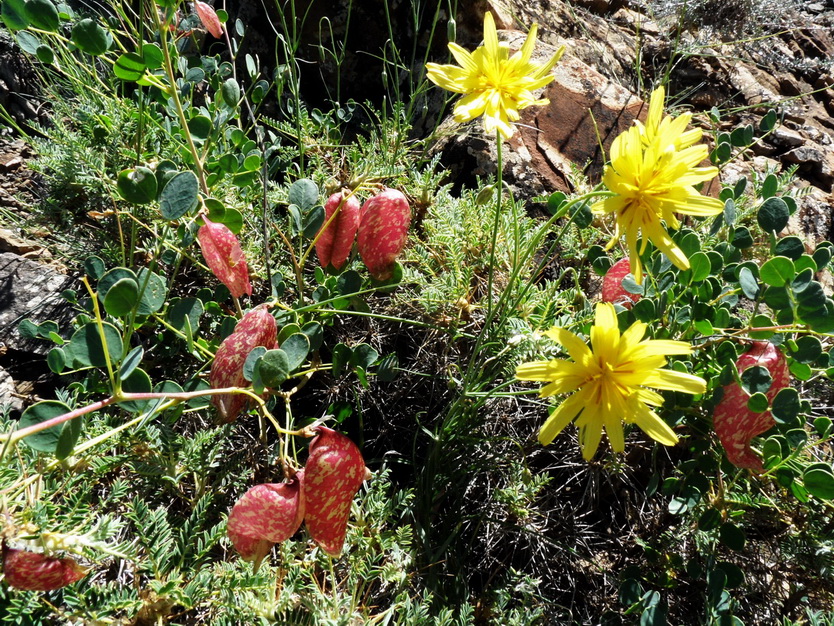 Изображение особи Lagoseris glaucescens.