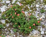 Rubus chamaemorus. Плодоносящее растение с незрелыми плодами. Коми, Интинский р-н, Приполярный Урал, хр. Малдынырд, долина р. Балбанъю, правый борт руч. Алькесвож, горная каменисто-моховая тундра. 01.08.2017.