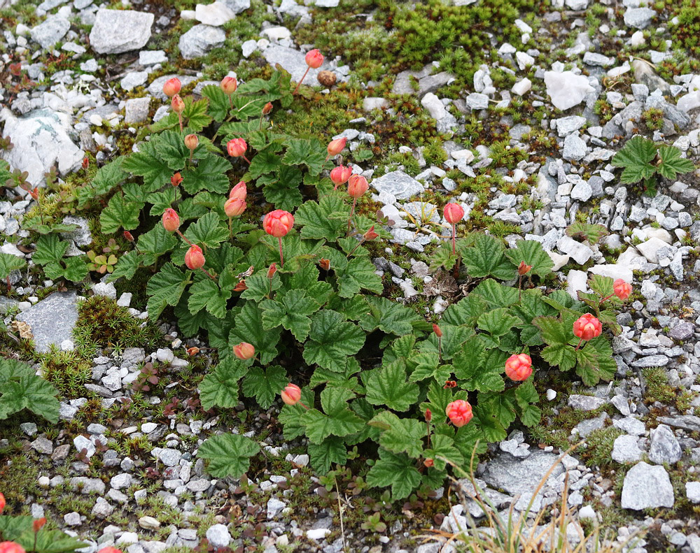 Изображение особи Rubus chamaemorus.