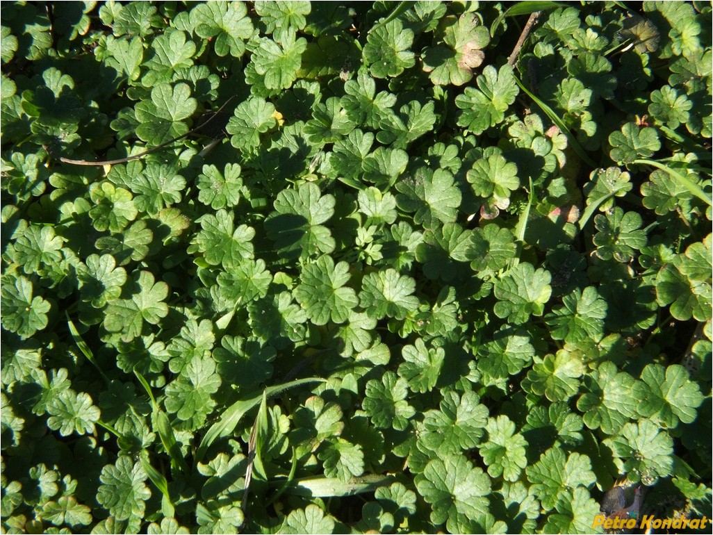 Image of Geranium molle specimen.