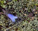 Campanula lasiocarpa. Цветок и плоды. Камчатский край, Усть-Камчатский р-н, между ст. \"Подкова\" и вулканами Ключевской группы, горная тундра. 24.08.2016.