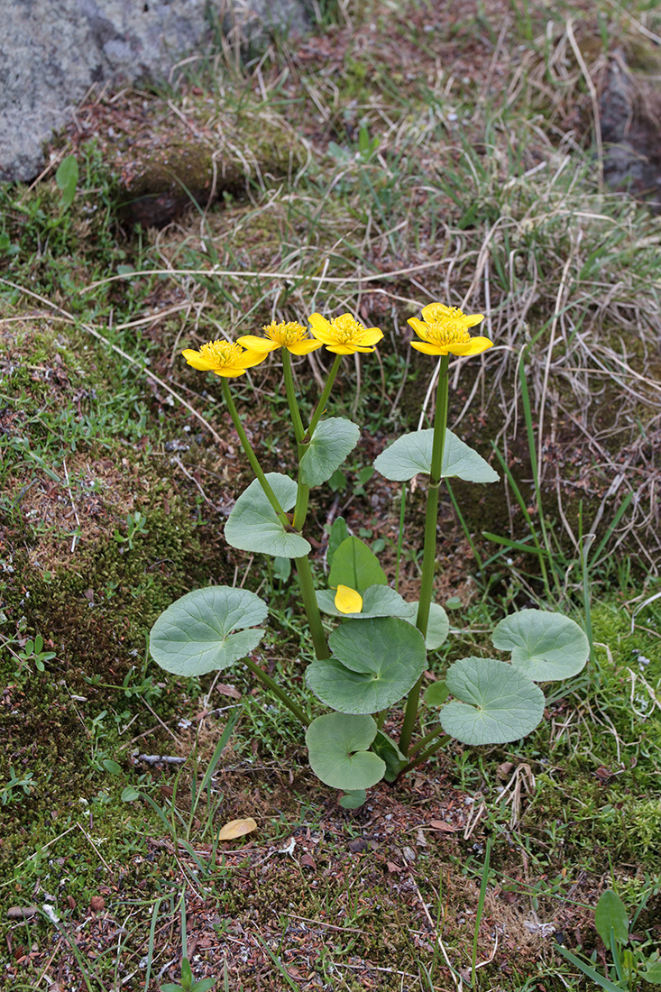 Изображение особи Caltha palustris.