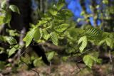 Fagus orientalis