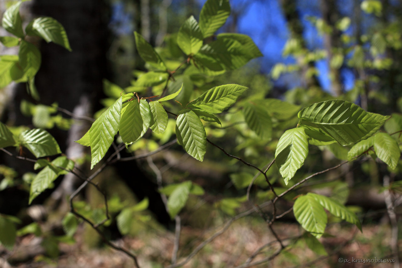 Изображение особи Fagus orientalis.