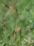 Cynodon dactylon. Соцветие. Адыгея, пос. Каменномостский, у дороги. 12.08.2008.
