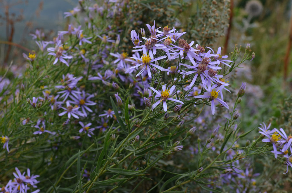 Image of Galatella coriacea specimen.