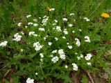 Myosotis sylvatica. Цветущее растение (гипохромная форма). Беларусь, Гродненская обл., Новогрудский р-н, дачи НЗГА, обочина грунтовой дороги. 07.05.2014.