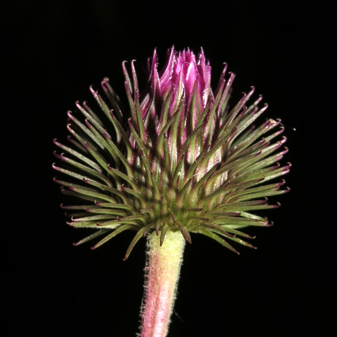 Image of Arctium &times; ambiguum specimen.