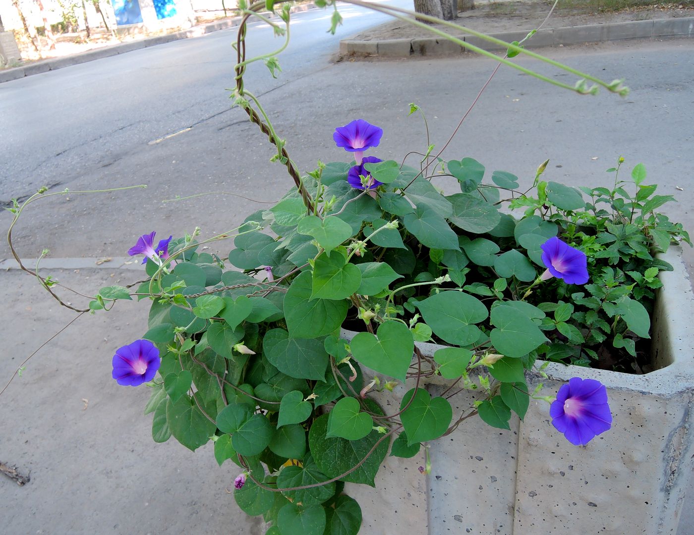 Image of Ipomoea purpurea specimen.