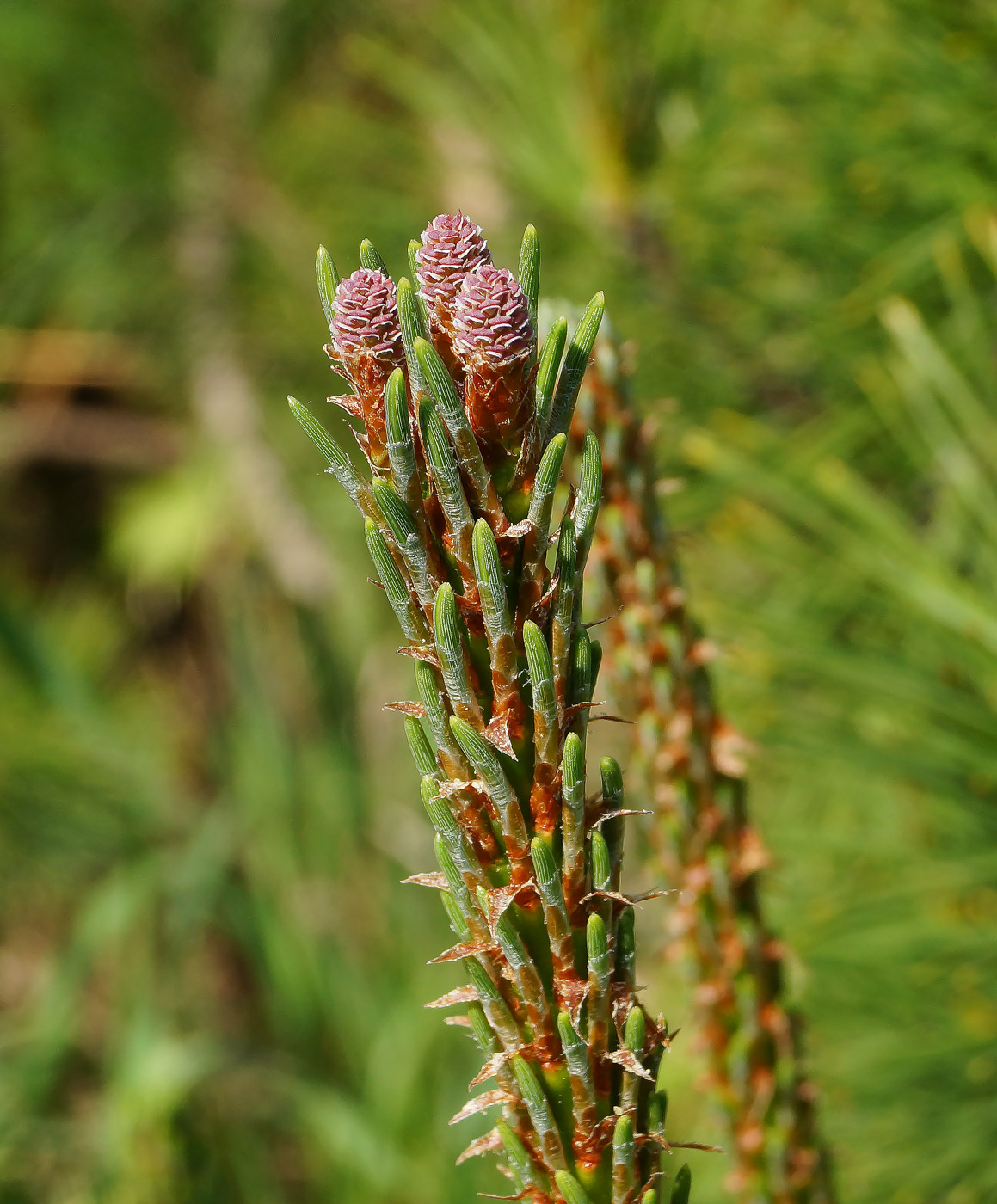 Изображение особи Pinus mugo.