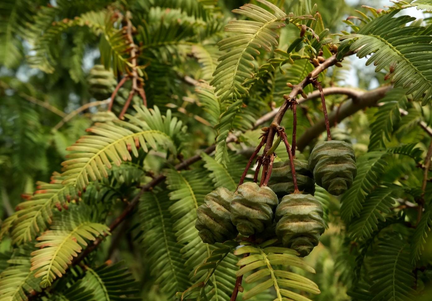 Изображение особи Metasequoia glyptostroboides.