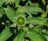 Echinacea purpurea