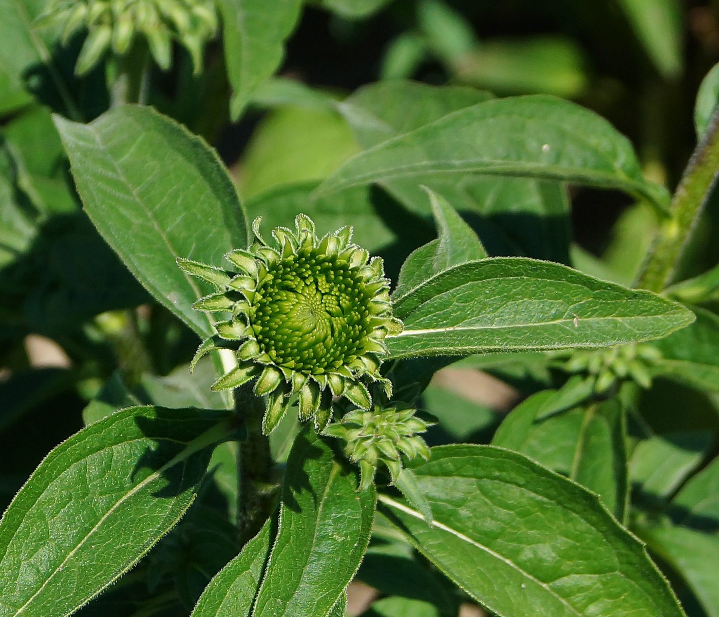 Изображение особи Echinacea purpurea.