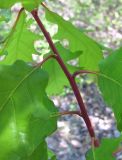 Quercus petraea. Часть молодого побега. Краснодарский край, Абинский р-н, юж. окр. ст. Холмская, у лесной дороги. 24.04.2018.