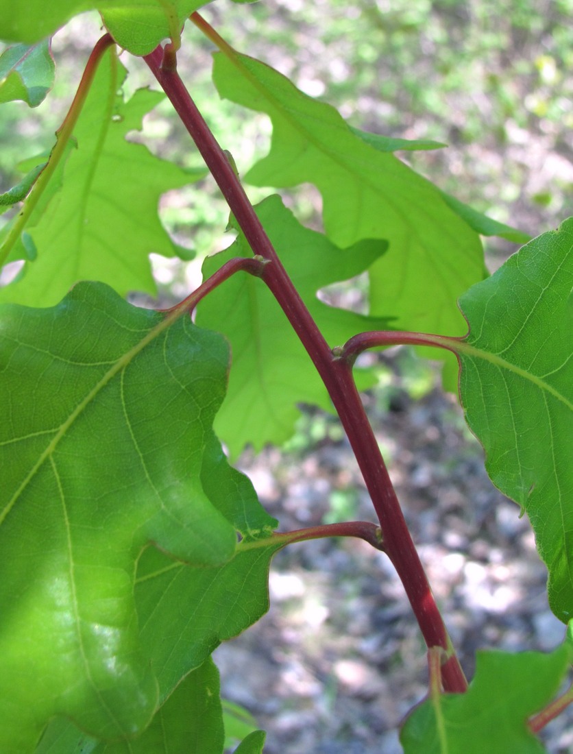 Изображение особи Quercus petraea.