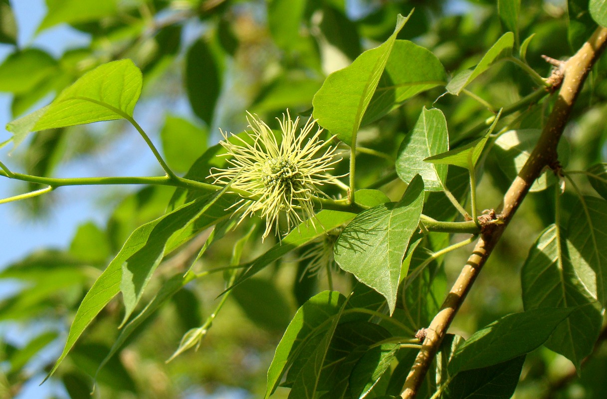 Изображение особи Maclura pomifera.