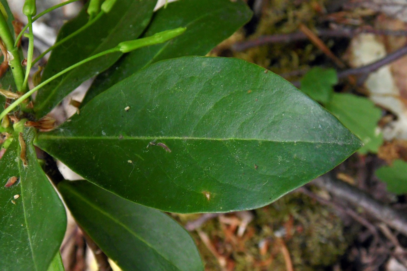Image of Daphne albowiana specimen.