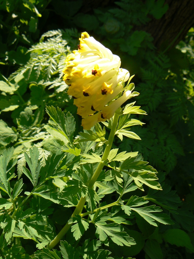 Изображение особи Corydalis nobilis.