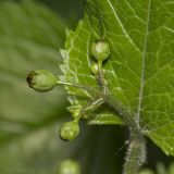 Scrophularia nodosa. Соцветие с бутонами. Саратов, Октябрьское ущелье, широколиственный лес, в тени, песчано-каменистый грунт. 27.05.2018.