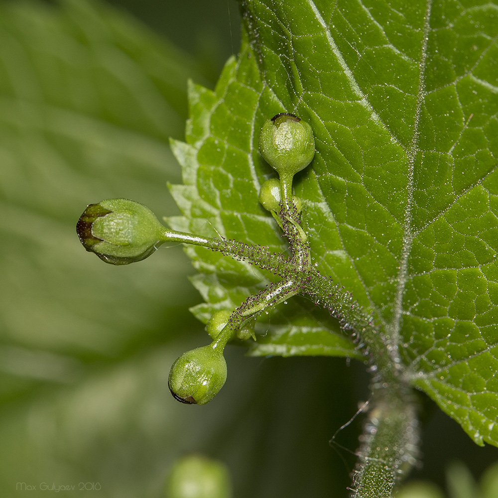 Изображение особи Scrophularia nodosa.