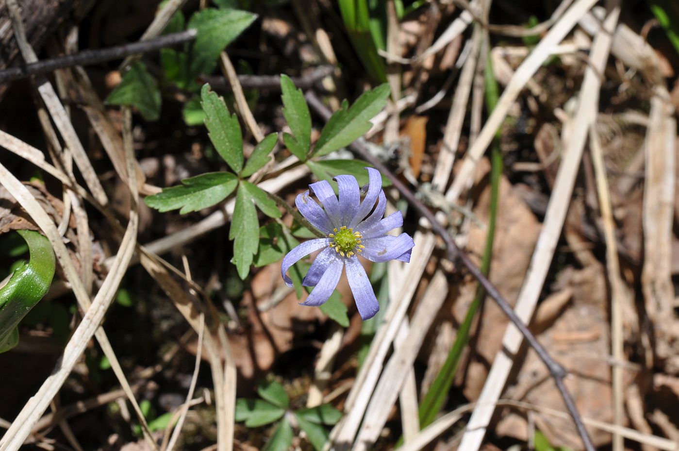 Изображение особи Anemone caucasica.