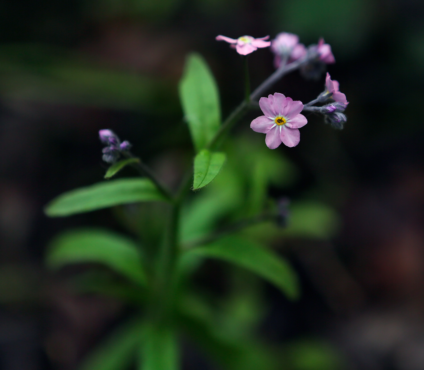 Image of Myosotis sylvatica specimen.