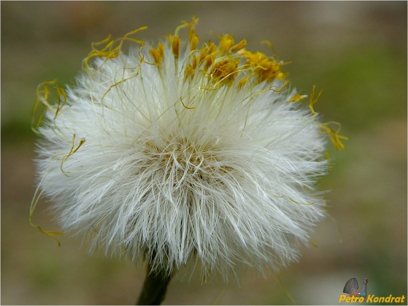 Изображение особи Tussilago farfara.