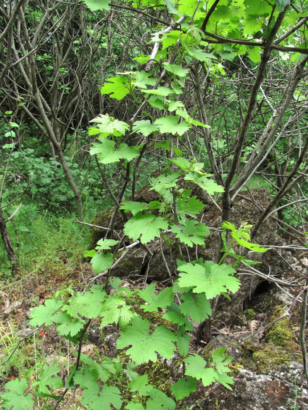 Изображение особи род Vitis.