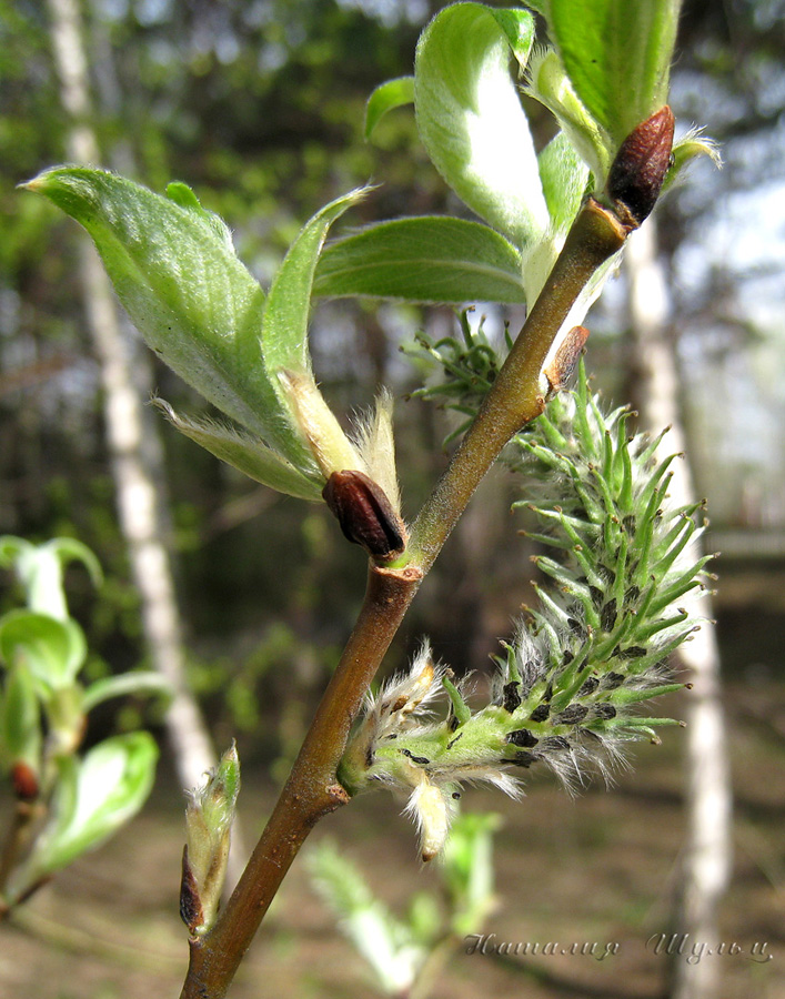 Image of Salix caprea specimen.