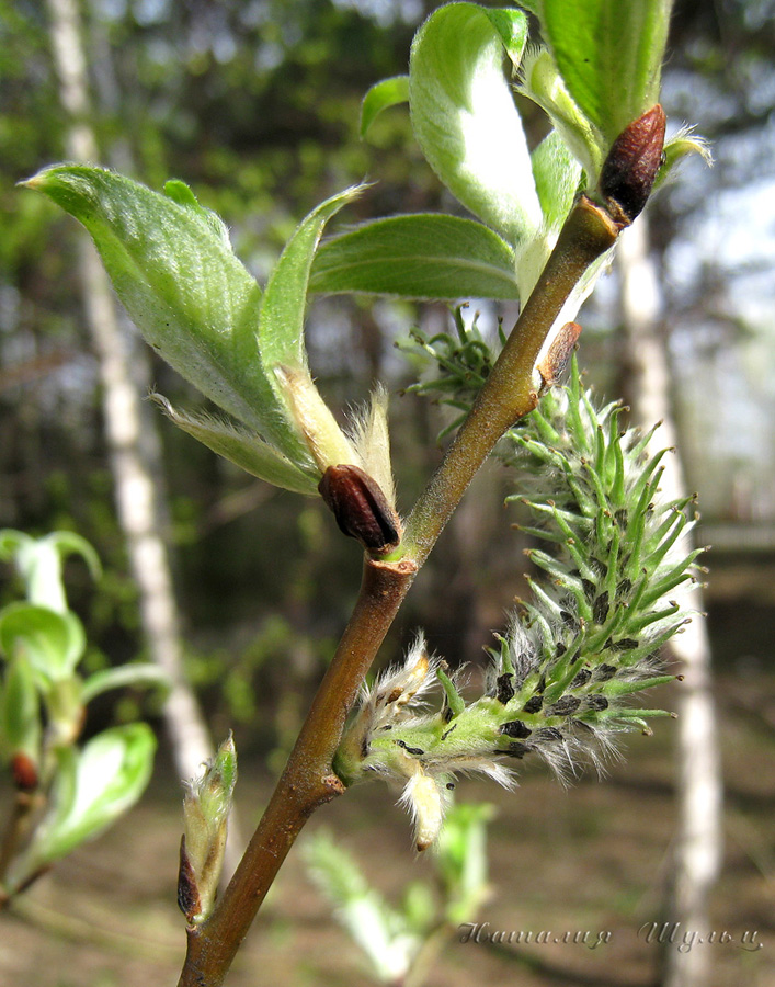 Изображение особи Salix caprea.