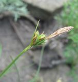 Carex halleriana