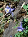 Aquilegia karatavica. Верхушка цветущего растения с кормящейся мухой-журчалкой. Казахстан, хребет Сырдарьинский Каратау, Центральный Каратау, поднятие Минжелке (Мынжилке, Мынжылги), восточный макросклон горы Бессаз, ущелье р. Итмурын в среднем течении, скалы по правому берегу, в трещине отвесной стены, 1450 м н.у.м. 9 июня 2018 г.